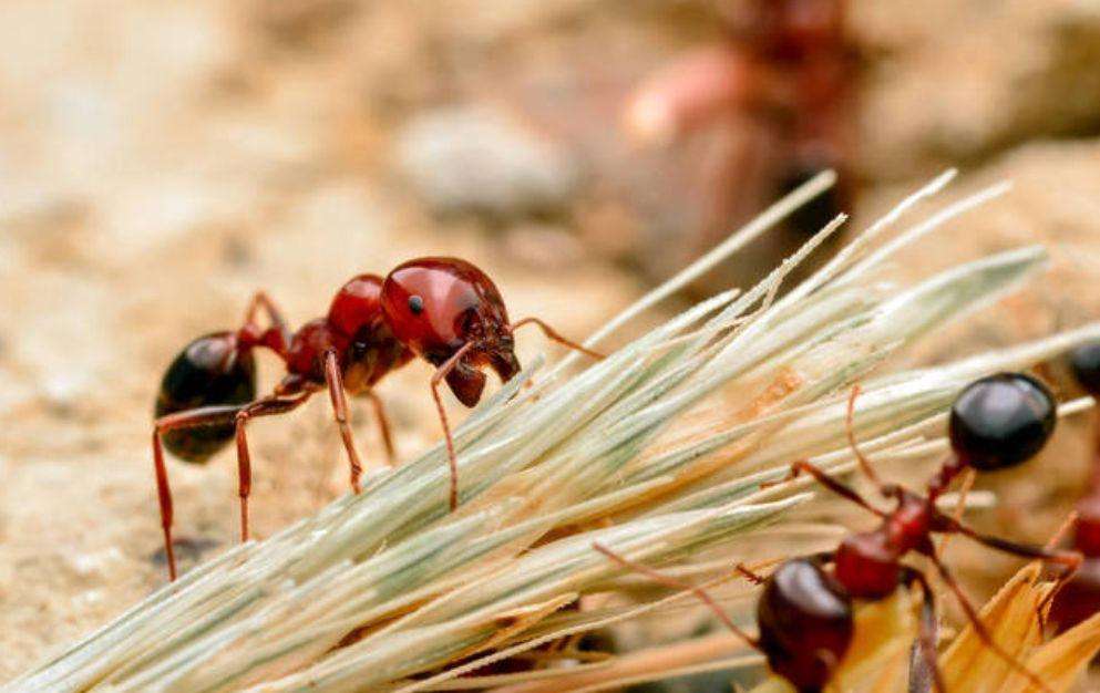 红蚂蚁如何彻底灭杀（根除红蚂蚁的经验方法）
