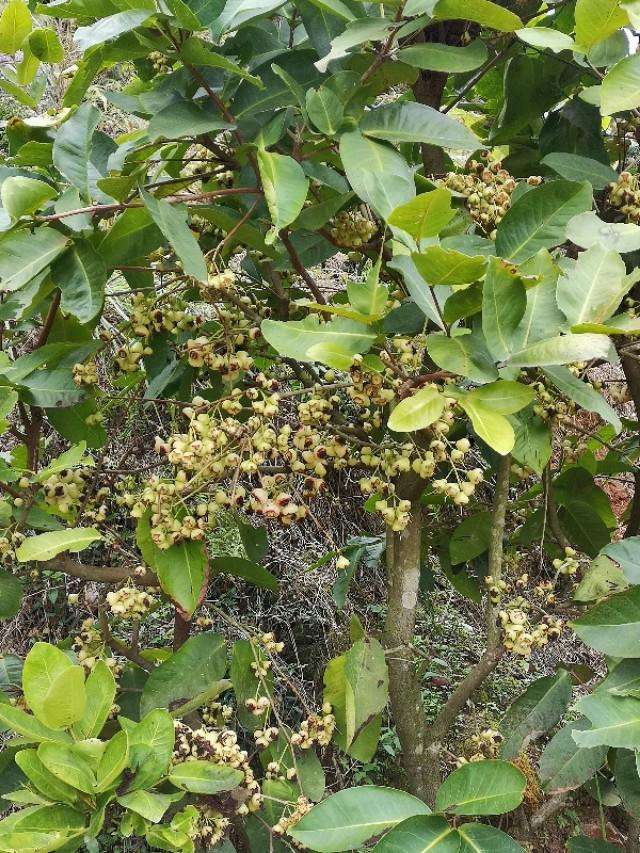 莲雾种植几年才会挂果（莲雾果的特性及种植方法介绍）