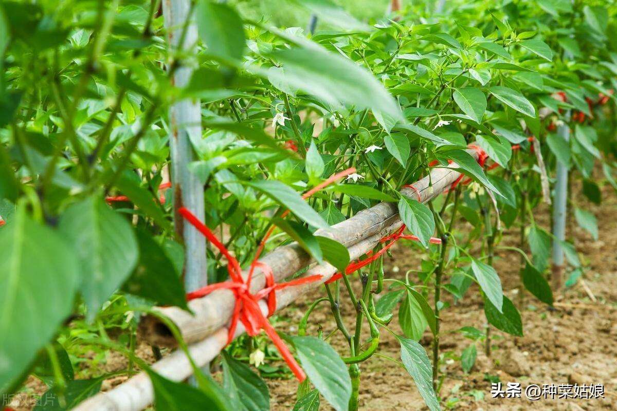 种植辣椒有没有什么小窍门（辣椒的种植方法和注意事项）