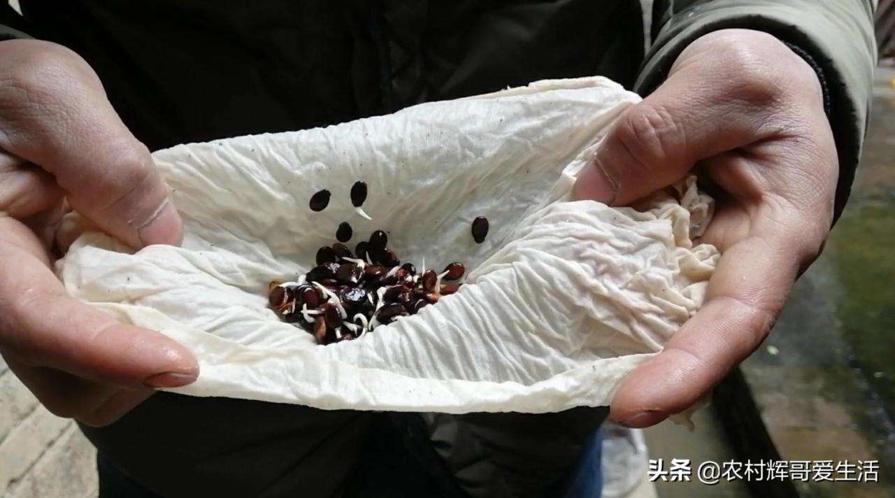 在家自己种西瓜的步骤（简单实用的西瓜苗的育苗方法）