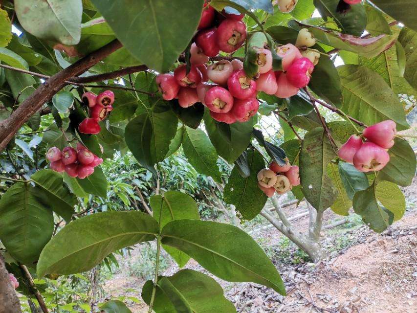 莲雾种植几年才会挂果（莲雾果的特性及种植方法介绍）