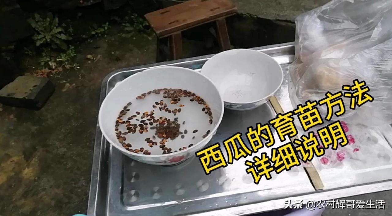 在家自己种西瓜的步骤（简单实用的西瓜苗的育苗方法）