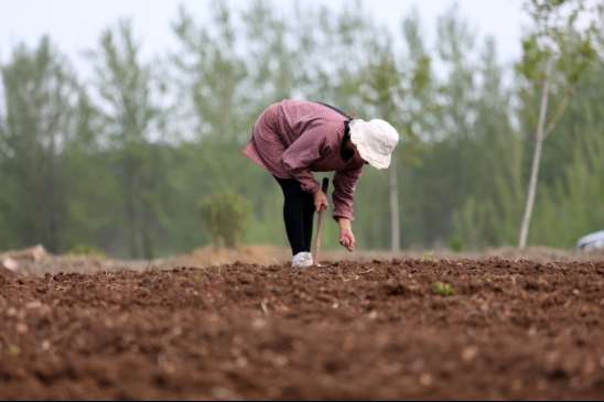 花生产量低是什么原因（导致花生产量低的4点原因）