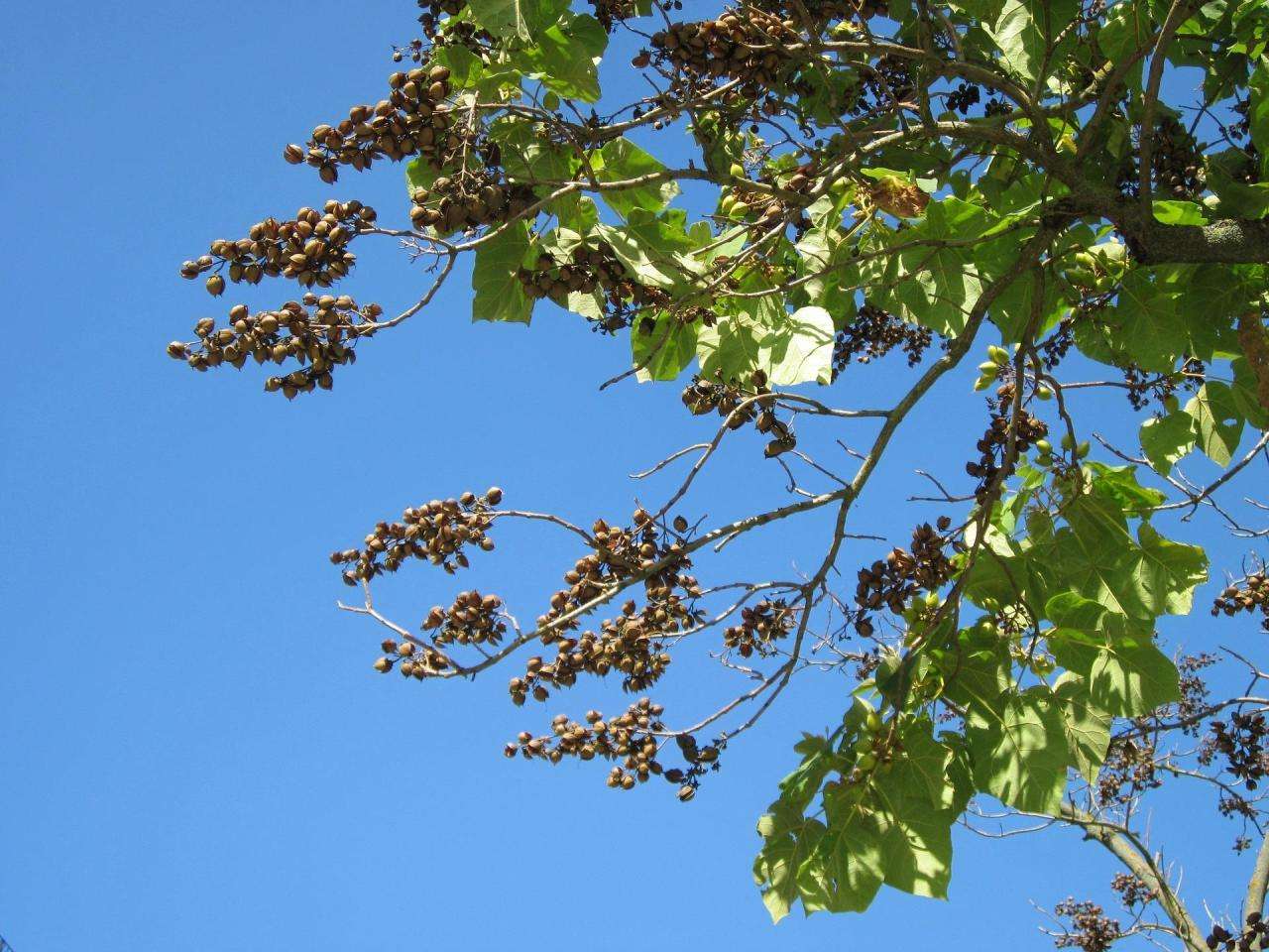 泡桐种子怎样种植（泡桐如何种植管理及防治病虫害）