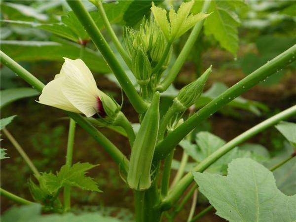 栽种秋葵的种植方法介绍（秋葵种植时间及技术要点）