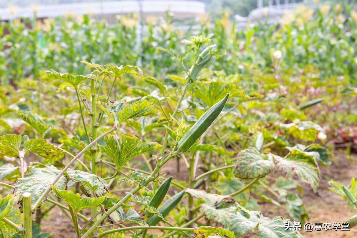 秋葵怎么种植才能高产（秋葵科学种植密度及方法）