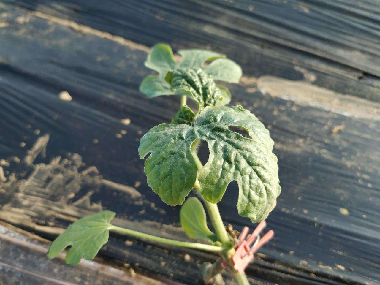 种植大棚西瓜需要哪些技术（西瓜大棚种植的技术要点了解）