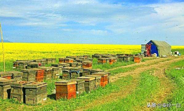 市场蜂蜜种类有哪些（市面上最大众化的10种蜂蜜）