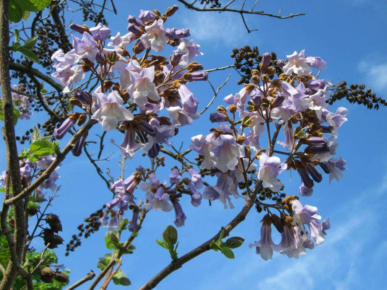 泡桐种子怎样种植（泡桐如何种植管理及防治病虫害）