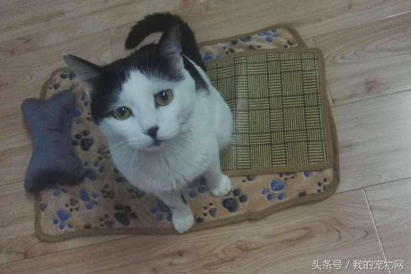 猫为什么怕水（给猫洗澡得使用这些手法）