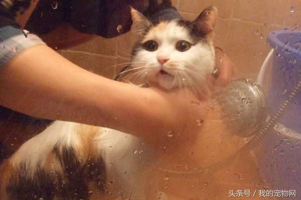 猫为什么怕水（给猫洗澡得使用这些手法）