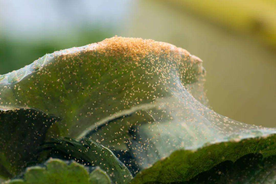 如何提前预防植物病虫害（预防植物感染虫害技巧）