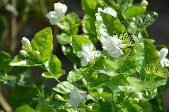 茉莉花烂根了怎样救治（茉莉花烂根解救办法）