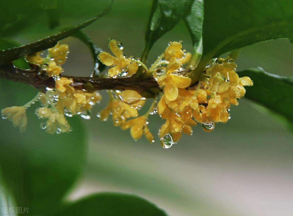 桂花如何处理才能食用（掌握这3招轻松制作出桂花美食）