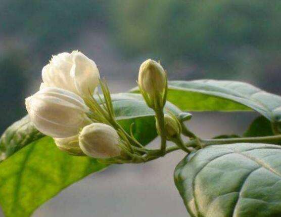 茉莉花烂根了怎样救治（茉莉花烂根解救办法）