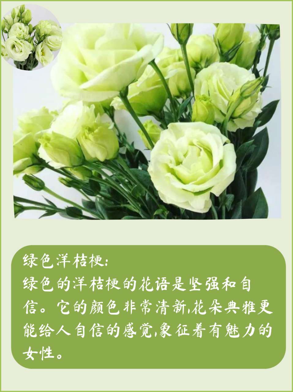 洋桔梗花的花语和象征（不同颜色的洋桔梗鲜花花语及寓意）