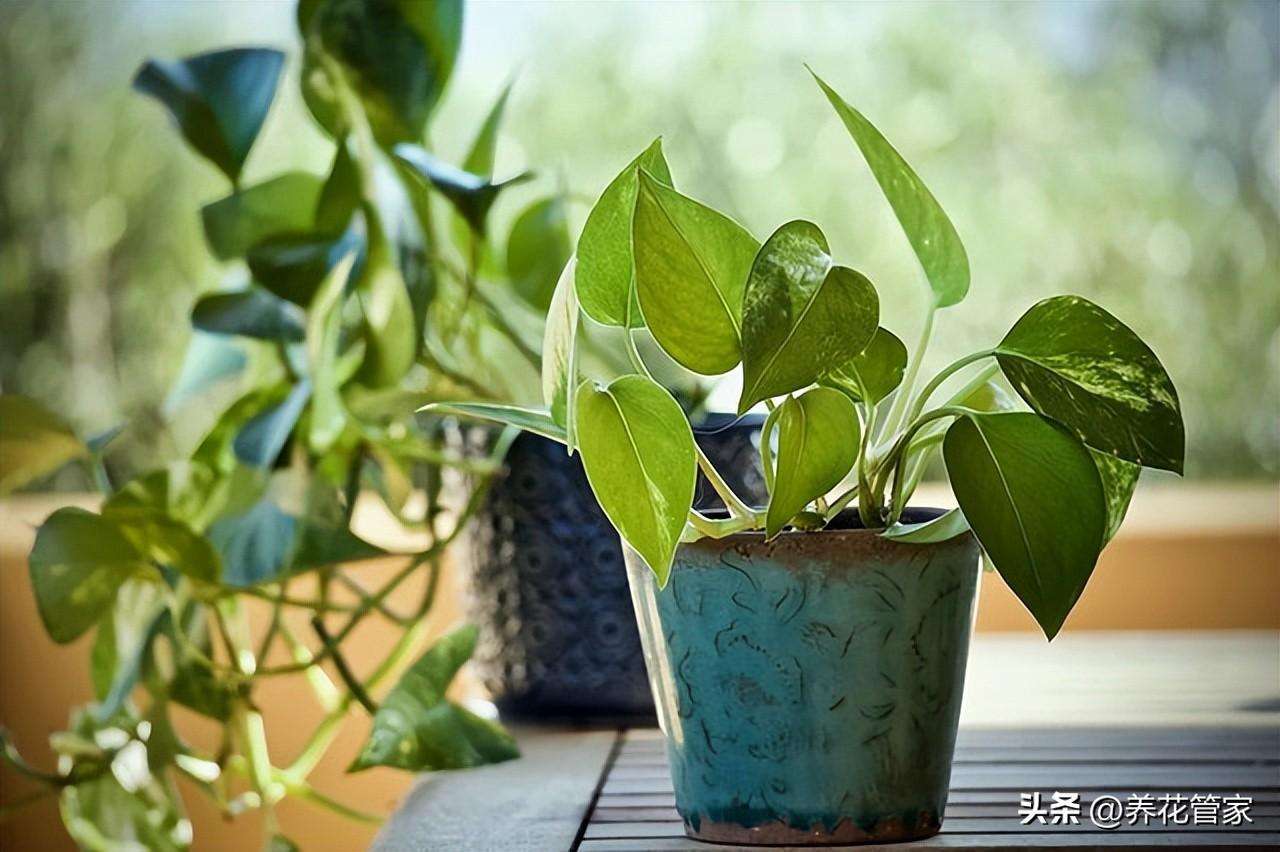 植物缓苗是什么意思（养花人须知的18个名词解释）