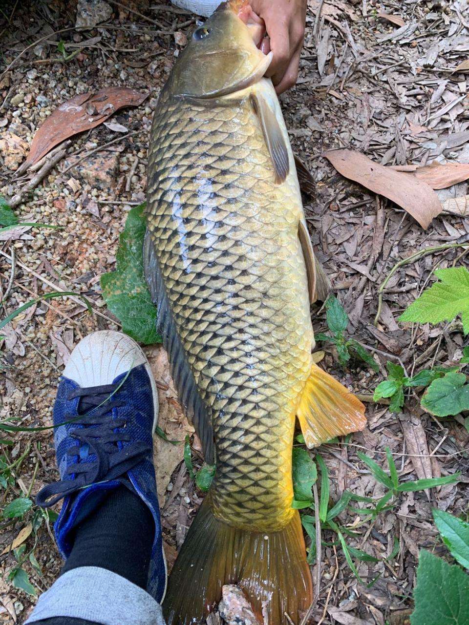 夏季野钓鱼儿不开口怎么钓（热天野钓开饵思路专治各种不开口）