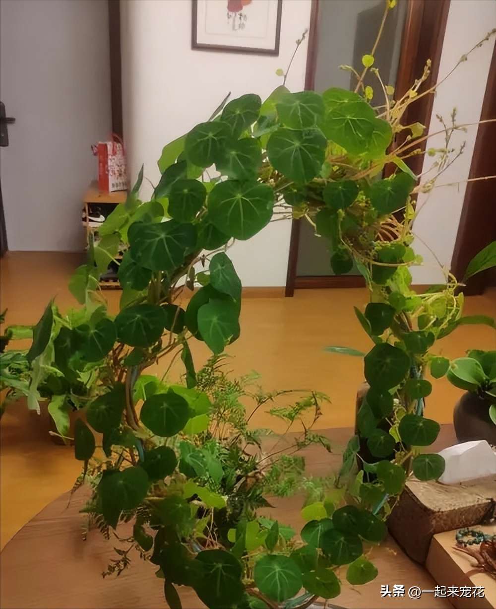 适合阳台种植的爬藤植物（分享4种适合阳台的小藤本花）