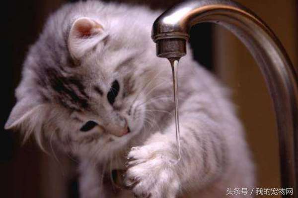 猫为什么怕水（给猫洗澡得使用这些手法）