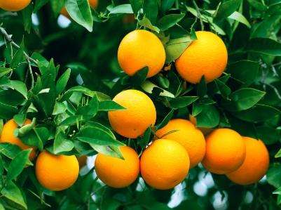 柑橘一年上几次肥料（柑橘施肥时间和用量）
