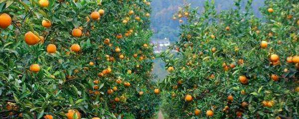 柑橘一年上几次肥料（柑橘施肥时间和用量）