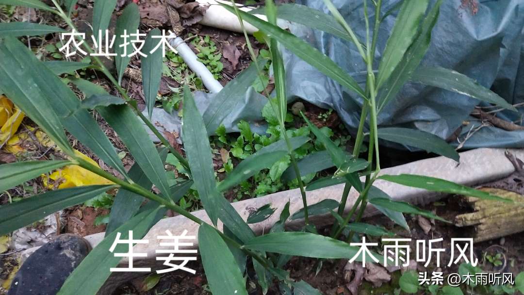 种植生姜要注意什么事项（适合生姜生长发育的环境条件）