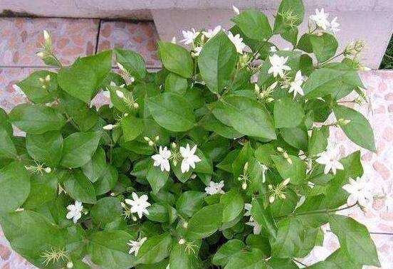 茉莉花烂根了怎样救治（茉莉花烂根解救办法）