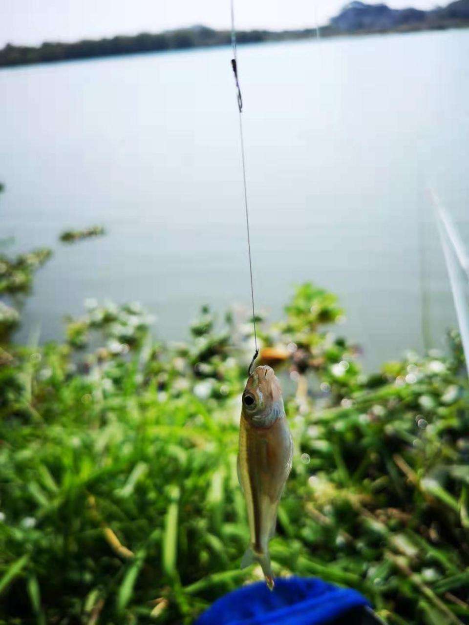 夏季野钓鱼儿不开口怎么钓（热天野钓开饵思路专治各种不开口）