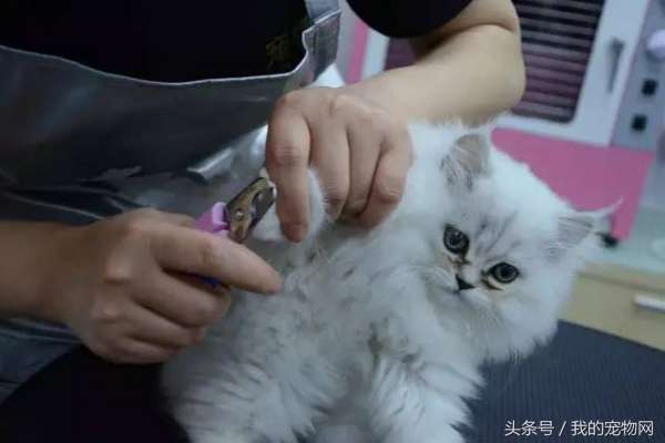 猫为什么怕水（给猫洗澡得使用这些手法）