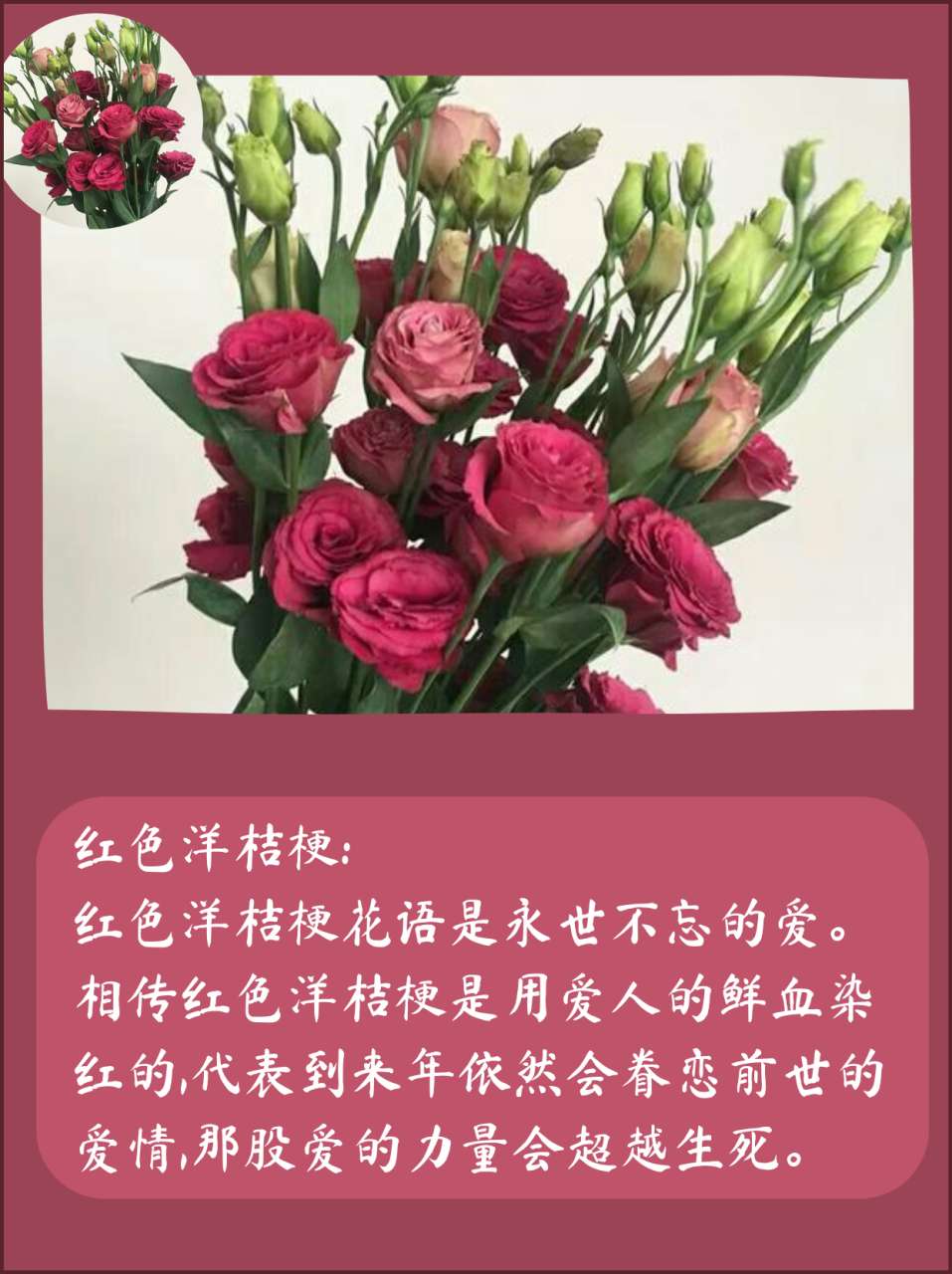 洋桔梗花的花语和象征（不同颜色的洋桔梗鲜花花语及寓意）