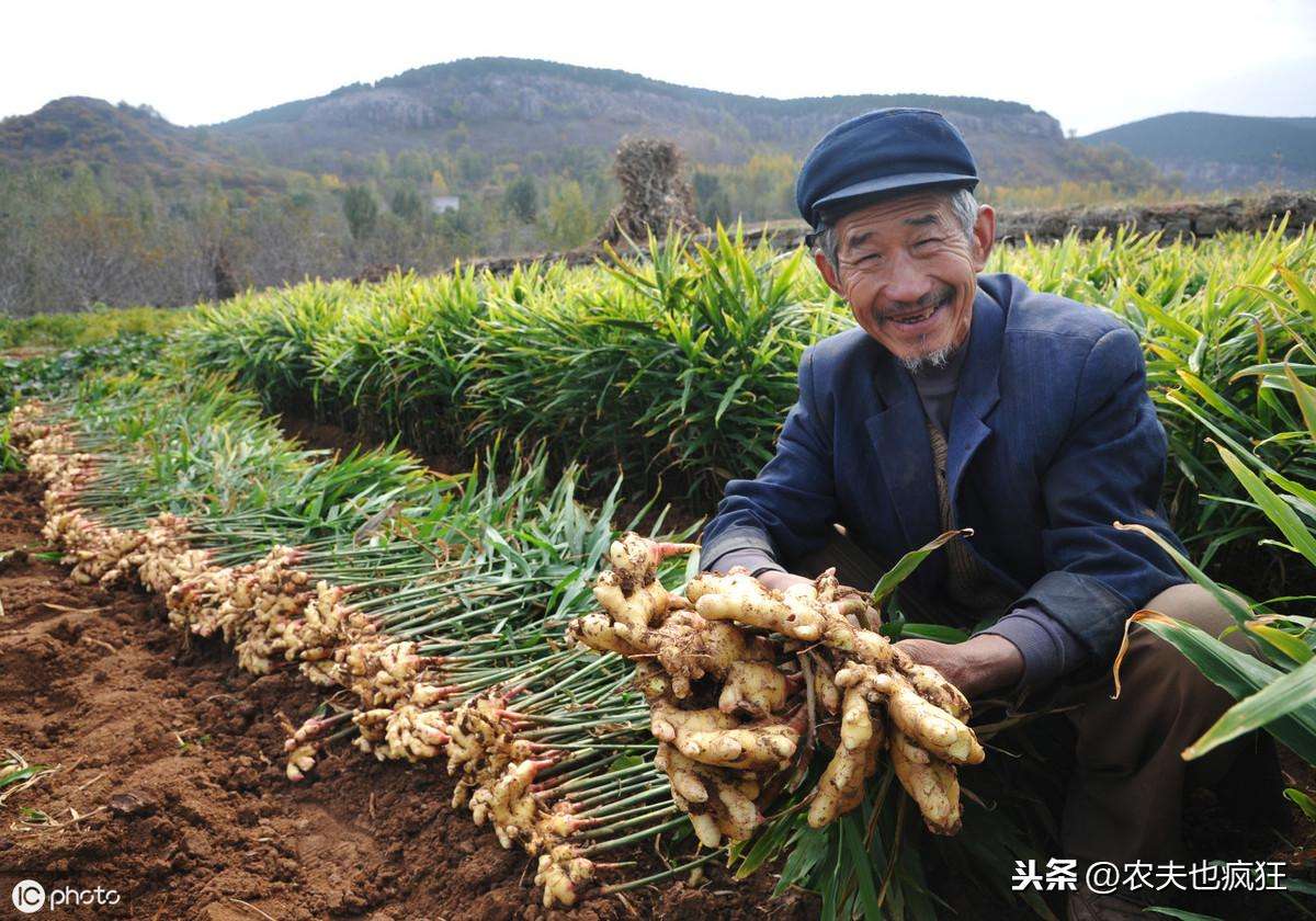 生姜适合在怎么样的土壤种植（生姜种植的土壤要求有哪些）