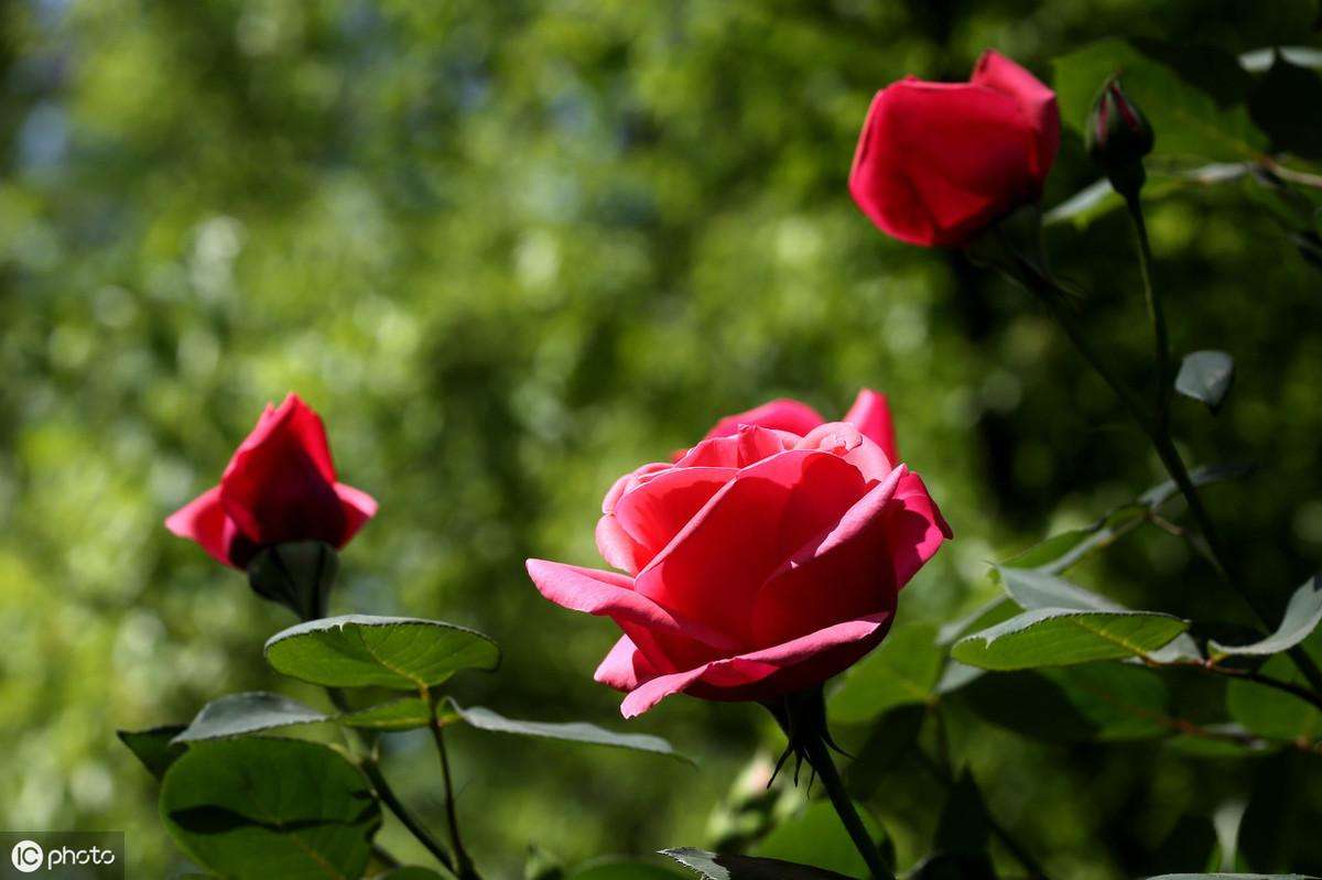 月季花的换盆养殖方法（月季换盆并不难只需四个小步骤）