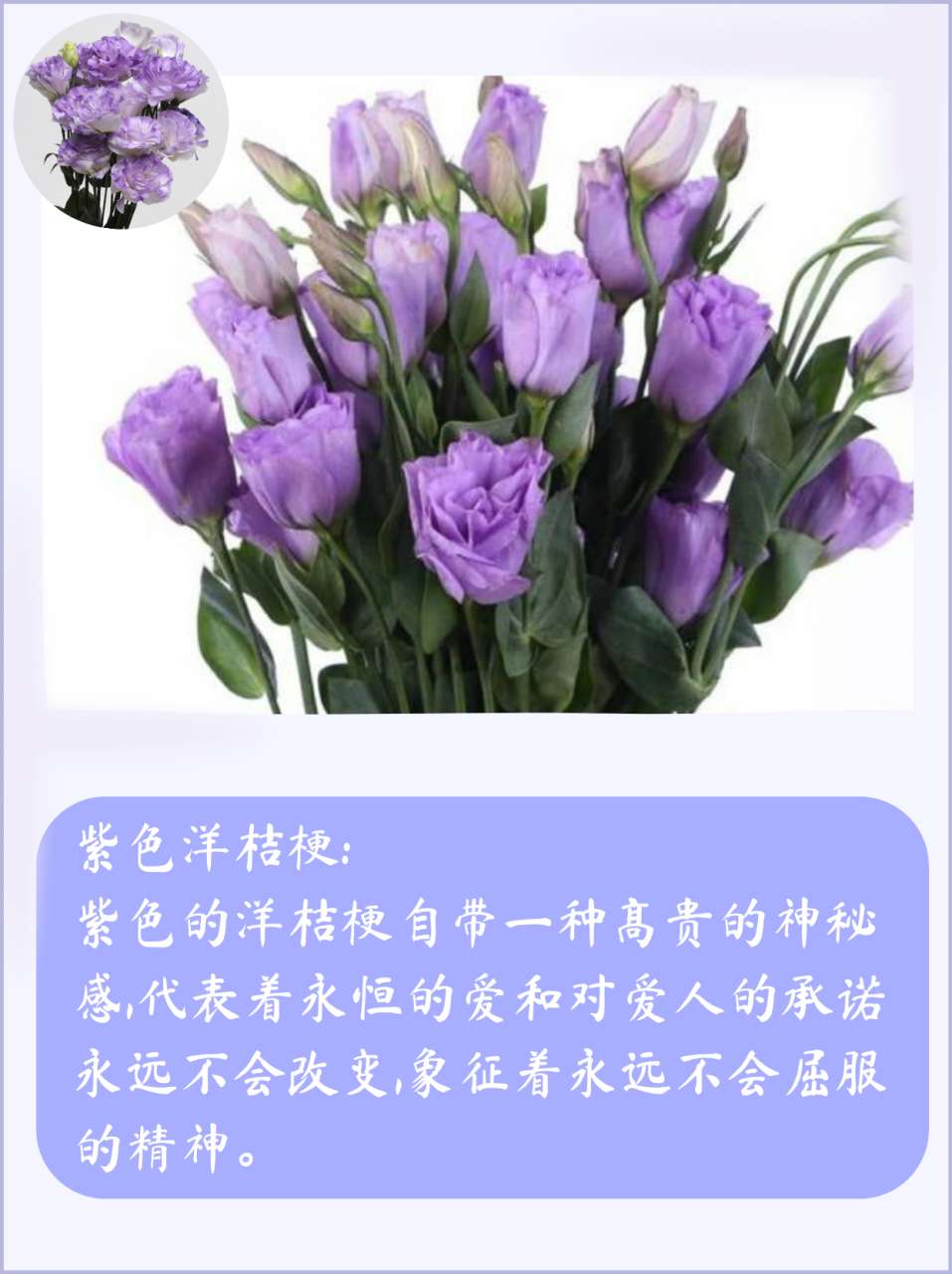 洋桔梗花的花语和象征（不同颜色的洋桔梗鲜花花语及寓意）