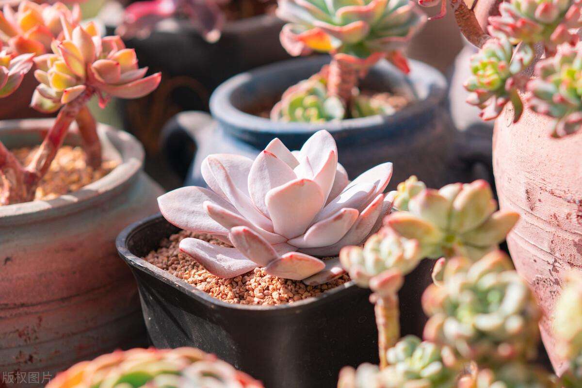 室内观叶植物名词解释（附常用的室内观叶植物12种）