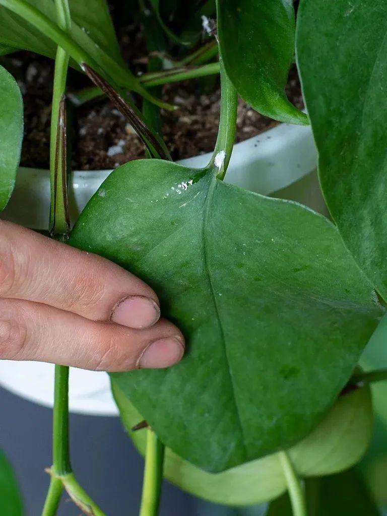 如何提前预防植物病虫害（预防植物感染虫害技巧）