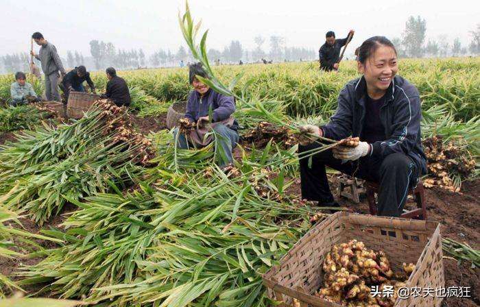 生姜适合在怎么样的土壤种植（生姜种植的土壤要求有哪些）