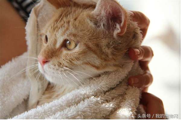 猫为什么怕水（给猫洗澡得使用这些手法）