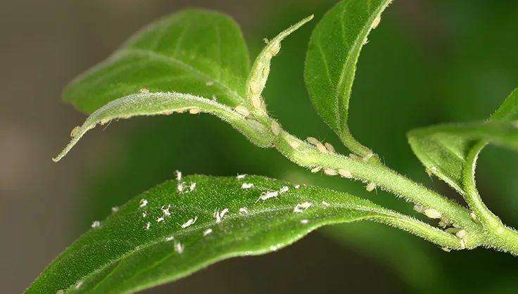 如何提前预防植物病虫害（预防植物感染虫害技巧）