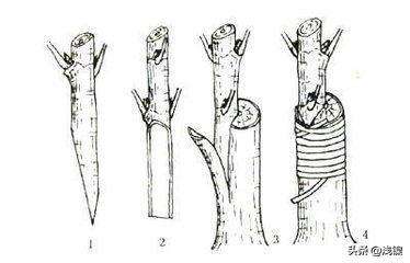 蔷薇嫁接玫瑰有几种方法（玫瑰花种植的三种嫁接方法）
