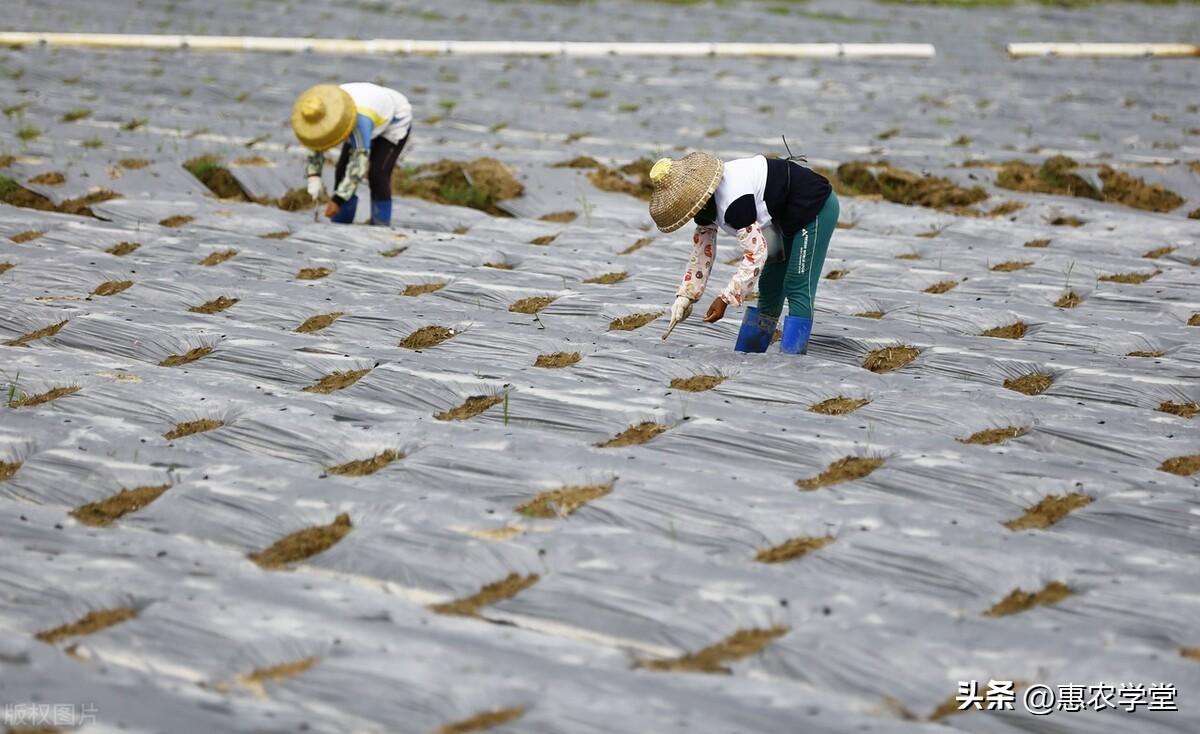 秋葵怎么种植才能高产（秋葵科学种植密度及方法）