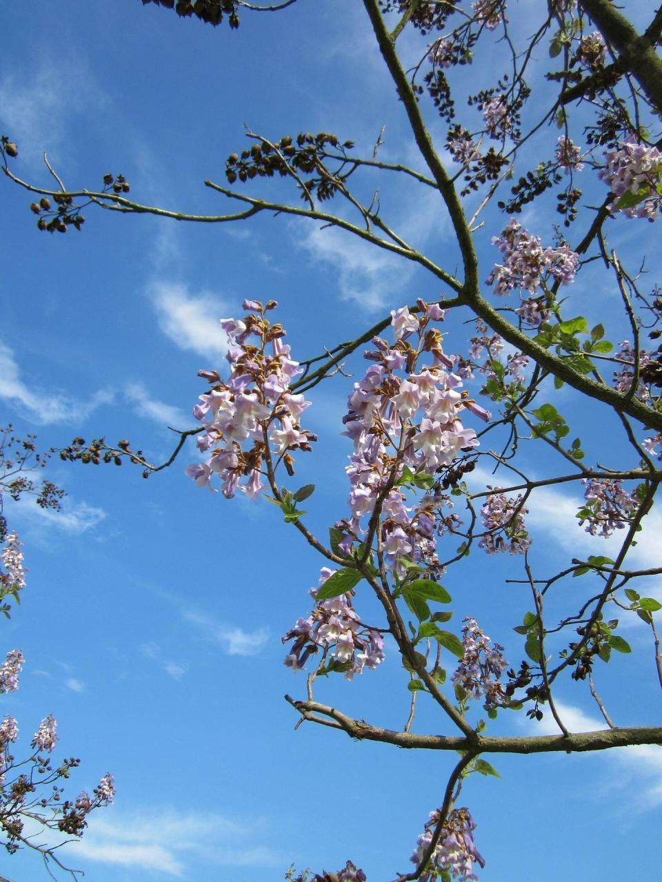 泡桐种子怎样种植（泡桐如何种植管理及防治病虫害）