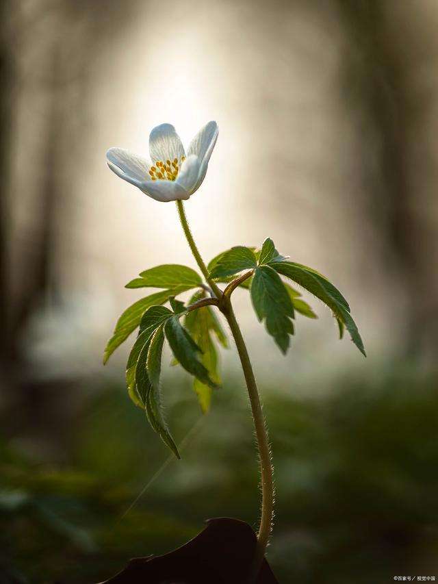 一花一世界经典语录（类似一花一世界的语录）