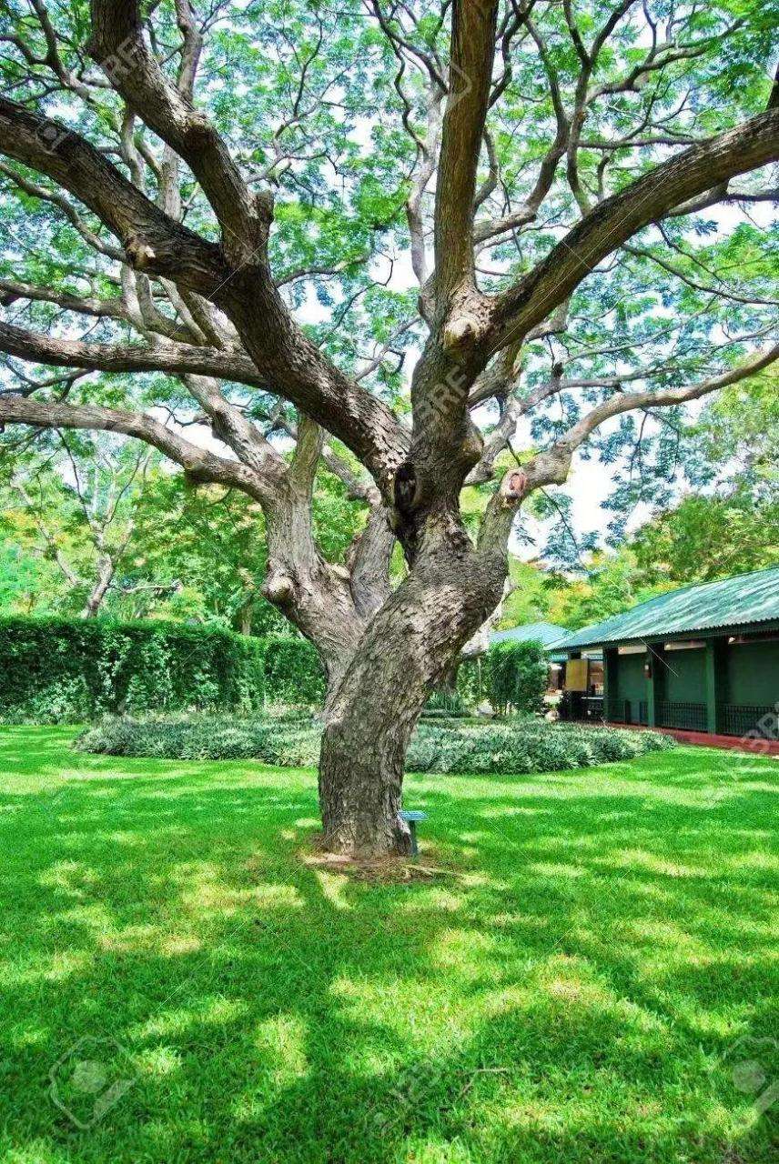 夏季庭院树木修剪技巧全解（盘点夏季高温园林植物修剪技巧）