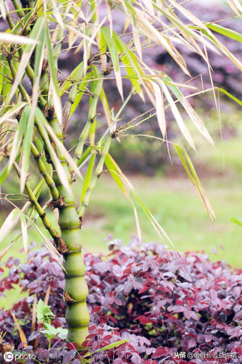 佛肚竹种子怎么培育发芽（佛肚竹的生长特性与栽培技术）