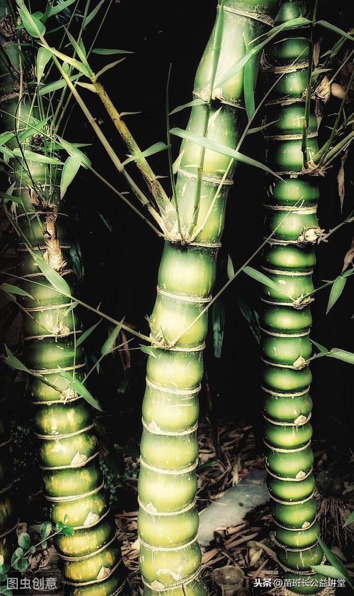 佛肚竹种子怎么培育发芽（佛肚竹的生长特性与栽培技术）