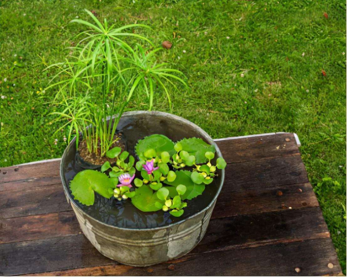 植物可不可以水培（手把手教你种植水生植物）