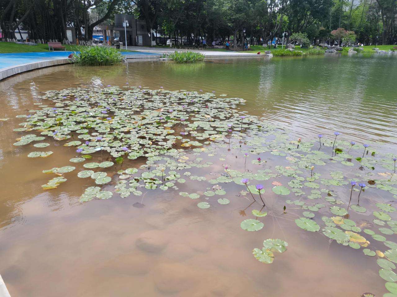 水生植物的种植方法（水生植物栽培方案及标准）