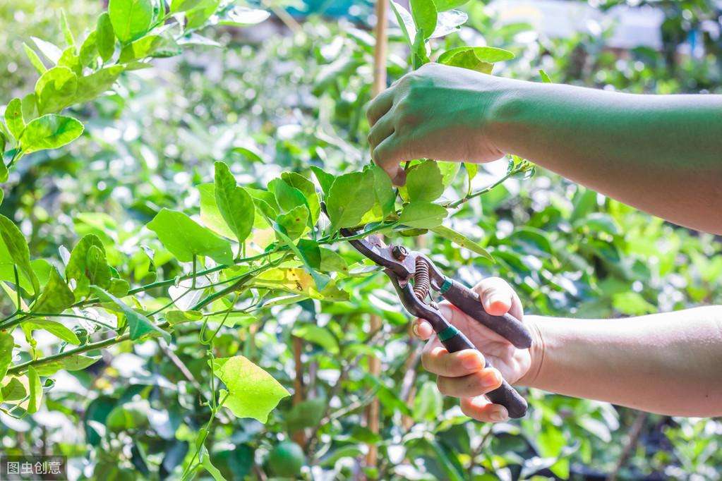 如何做好夏季修剪（果树夏剪常用方法）