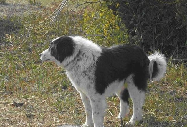 中国大型犬品种大全(中国本土犬种排名图片)